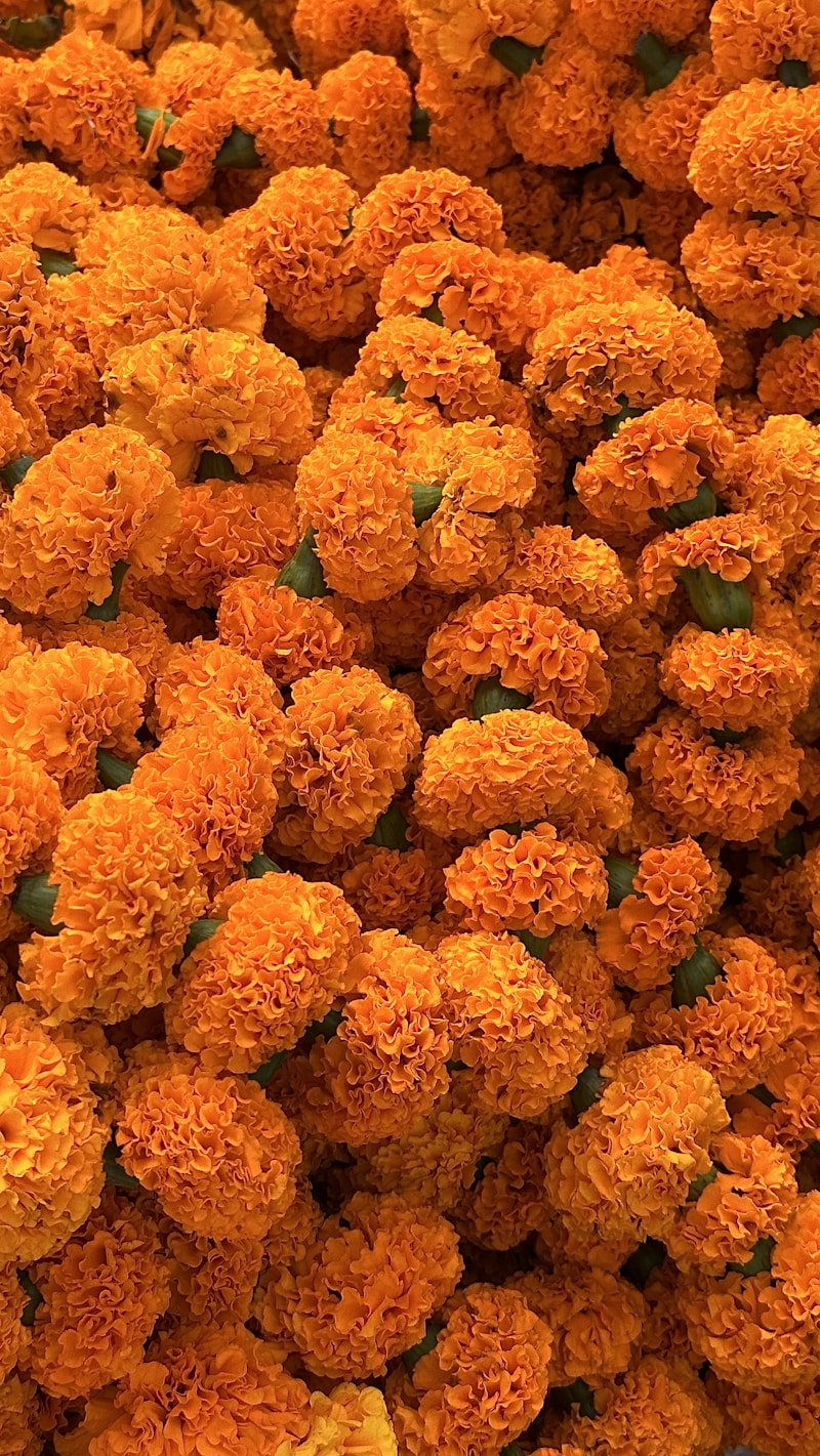Marigold detail